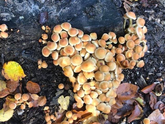 Photo of Trørødskolen