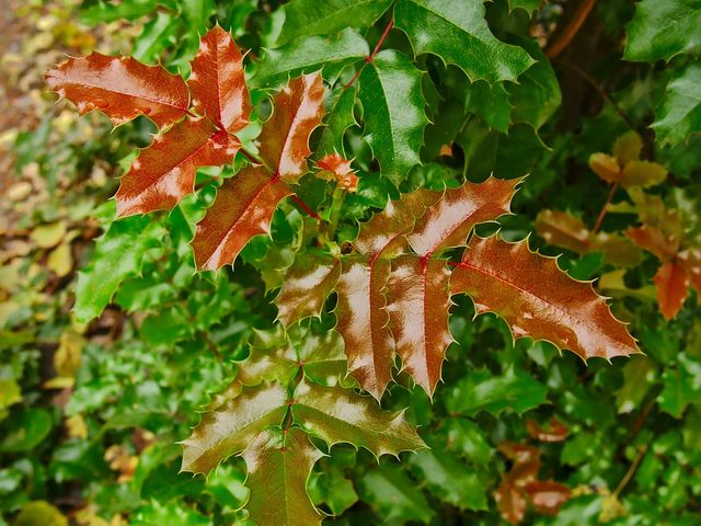 Photo of Coconino Community College