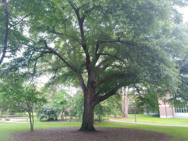 Photo of Coker University