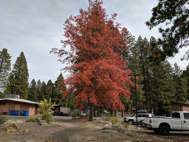 Photo of College of the Siskiyous