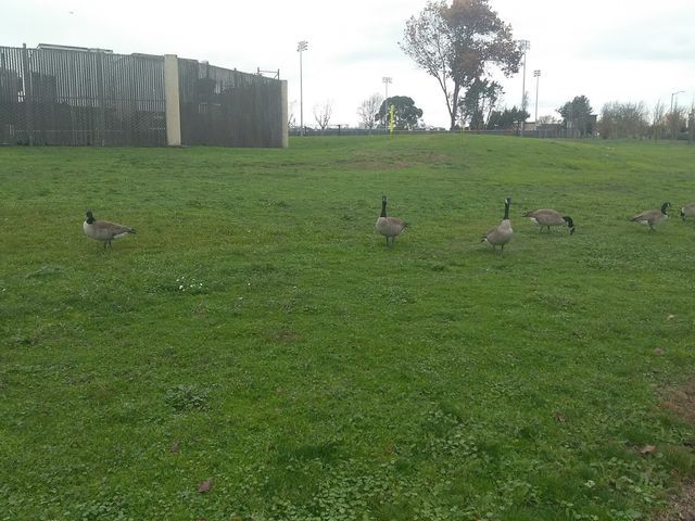 Photo of College of Alameda