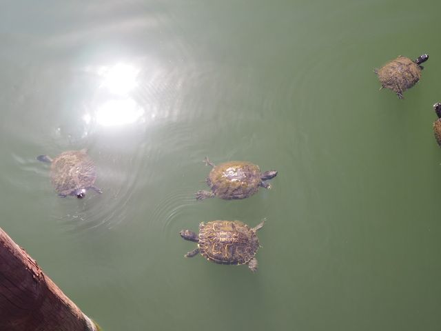 Photo of College of Coastal Georgia