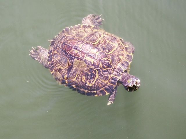 Photo of College of Coastal Georgia