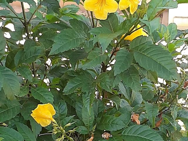 Photo of California International Business University