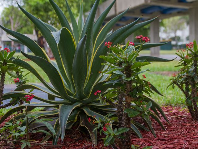 Photo of Carlos Albizu University-Miami