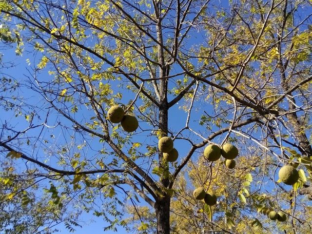Photo of Carson-Newman University