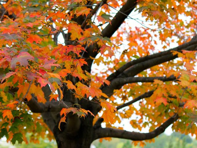 Photo of Carthage College