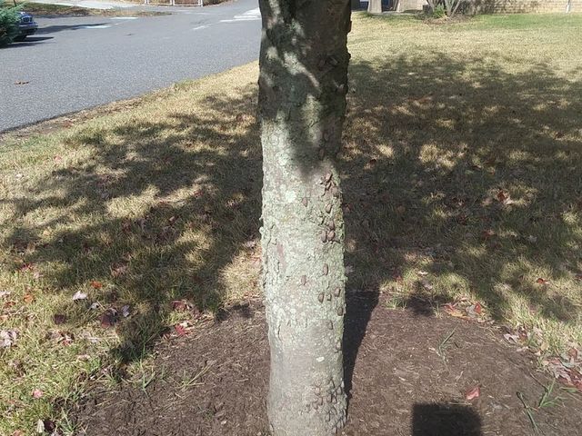 Photo of Cheyney University of Pennsylvania