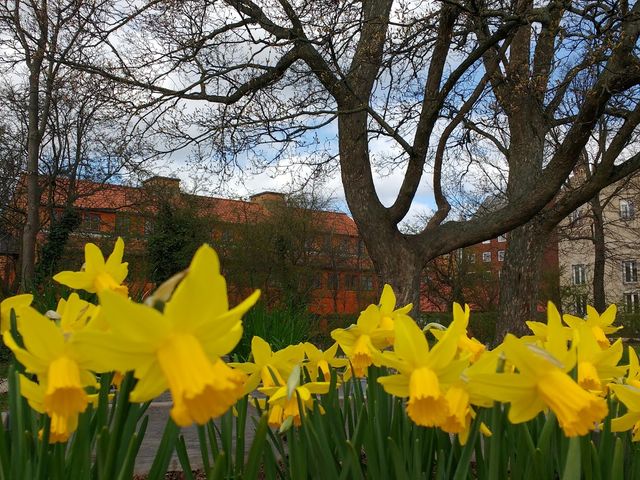 Photo of Christianshavns Vold Bemandede Legeplads