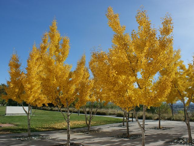 Photo of Crafton Hills College