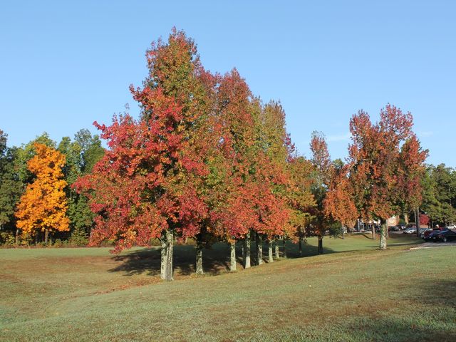 Photo of Crowley's Ridge College