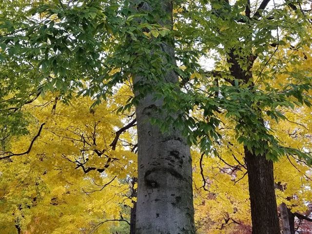 Photo of Anderson University