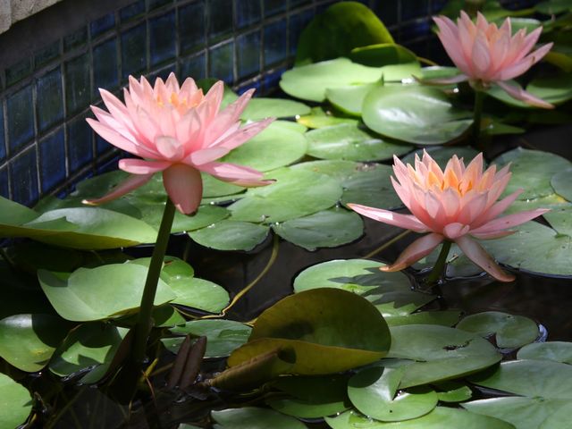 Photo of AOMA Graduate School of Integrative Medicine