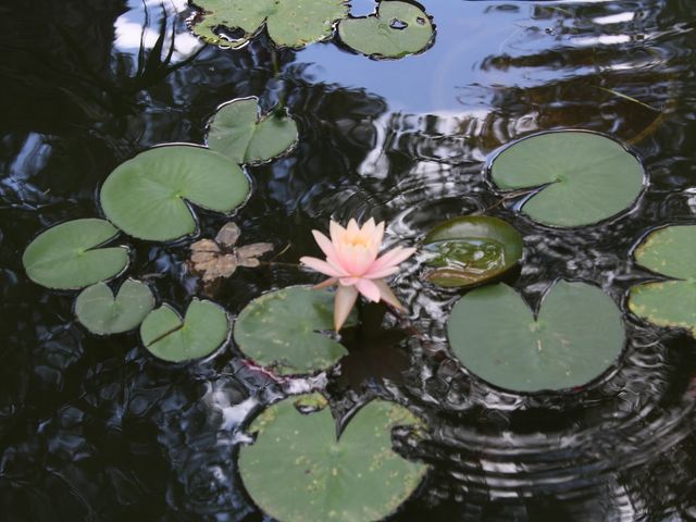 Photo of AOMA Graduate School of Integrative Medicine