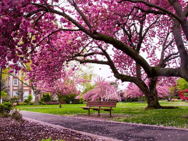 Photo of Adelphi University