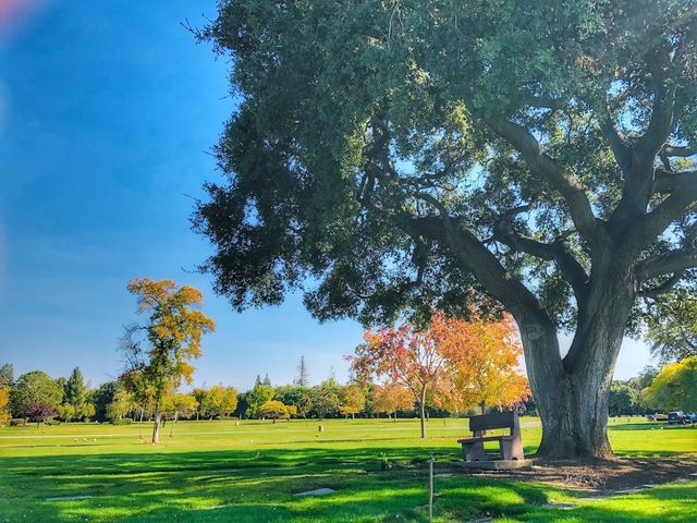 Photo of Alta Mesa Memorial Park