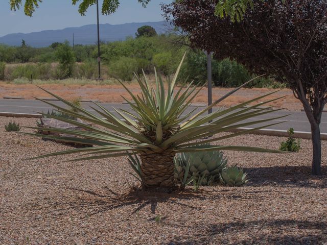 Photo of Arizona State University - Cochise