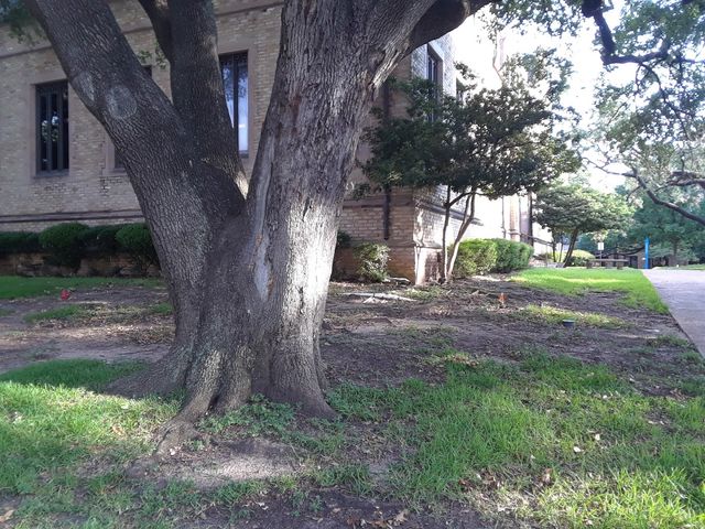 Photo of Austin Presbyterian Theological Seminary