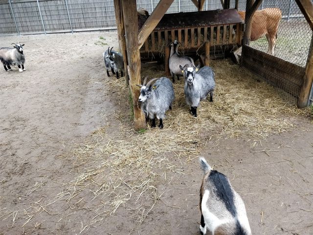 Photo of Bondegården på Amager