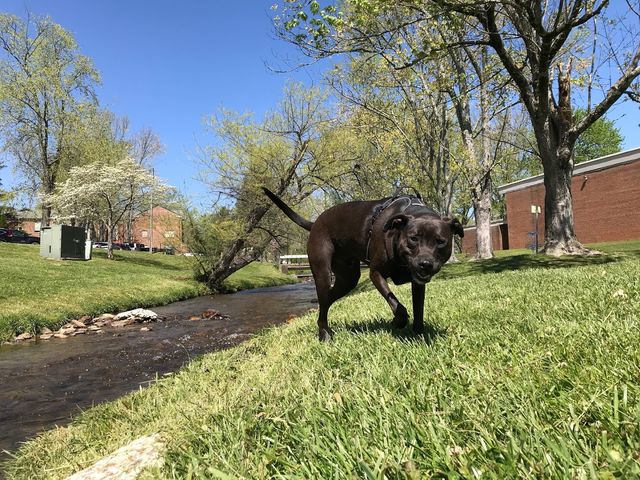 Photo of Brevard College