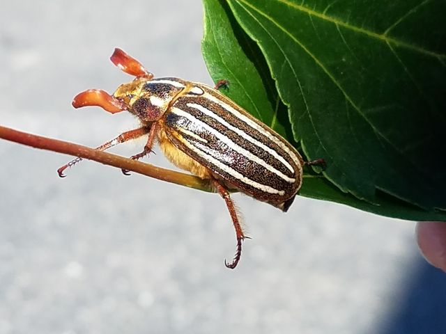 Photo of Gene Juarez Academy