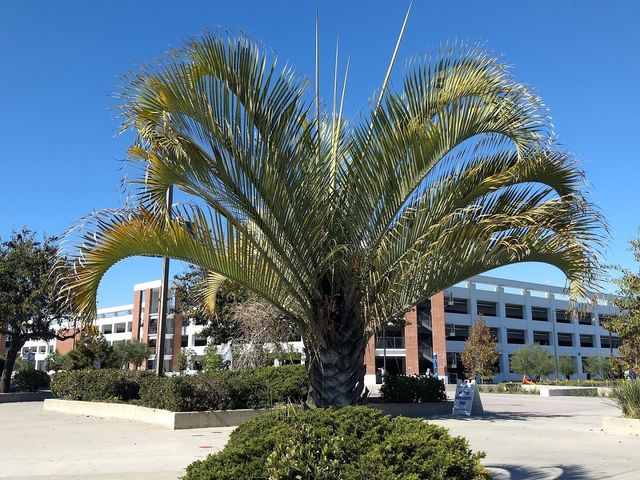 Photo of El Camino Community College District