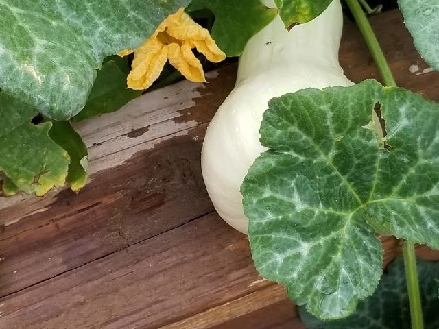 Photo of El Paso Community College