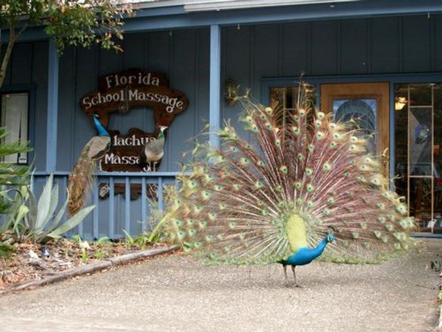 Photo of Florida School of Massage