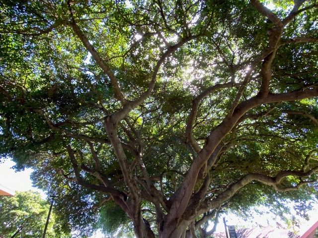 Photo of Kapiolani Community College