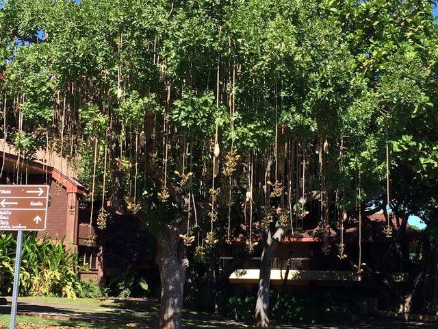 Photo of Kapiolani Community College