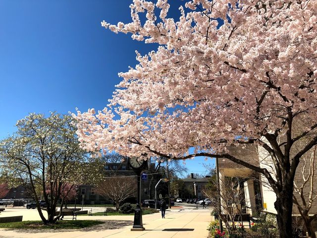 Photo of Hofstra University