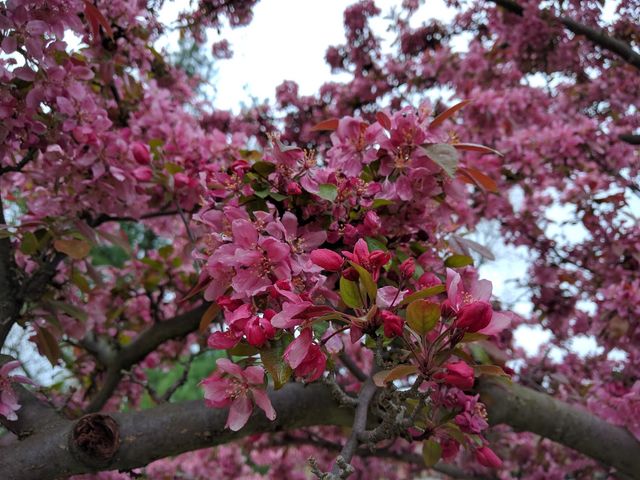 Photo of Oberlin College