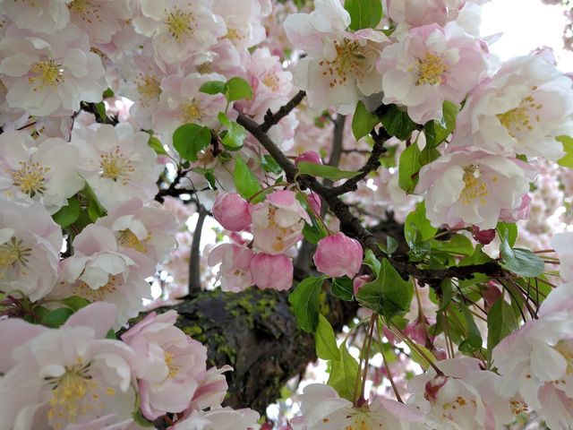 Photo of Oberlin College