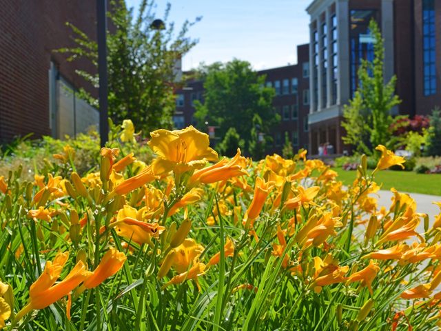 Photo of Molloy College
