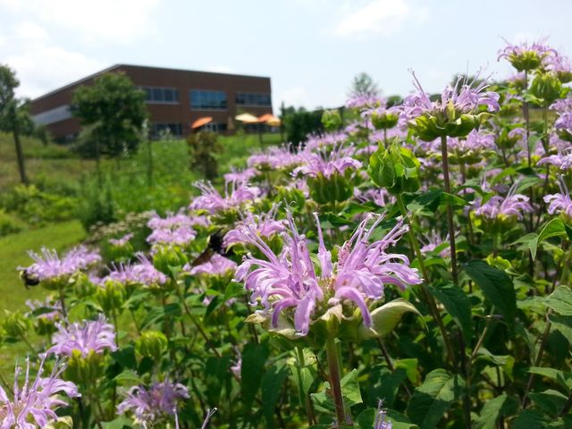 Photo of Maryland University of Integrative Health