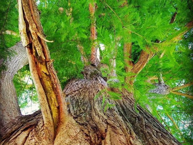 Photo of Maryville College