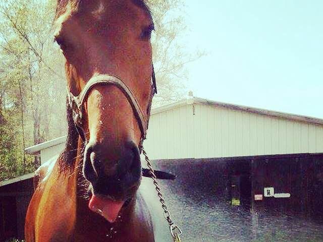 Photo of Meredith Manor International Equestrian Center