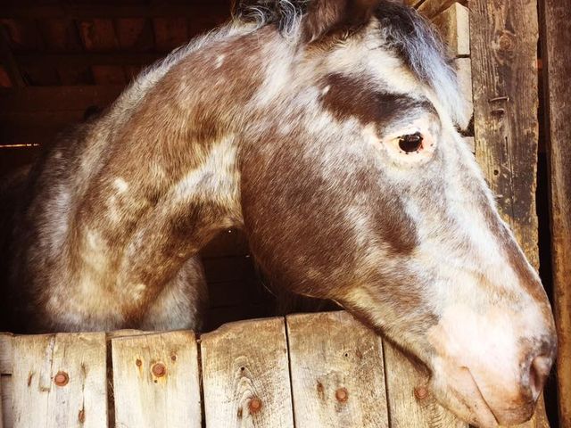 Photo of Meredith Manor International Equestrian Center