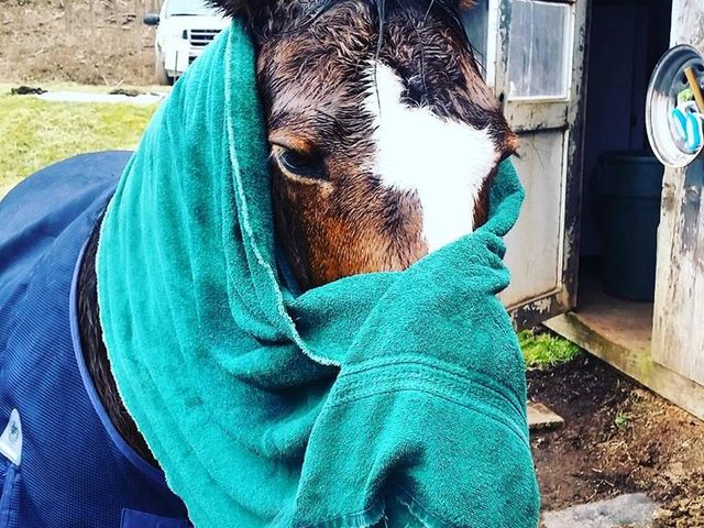 Photo of Meredith Manor International Equestrian Center