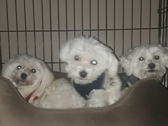 Photo of Merryfield School of Pet Grooming