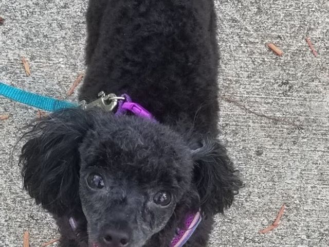 Photo of Merryfield School of Pet Grooming