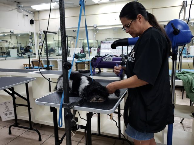 Photo of Merryfield School of Pet Grooming