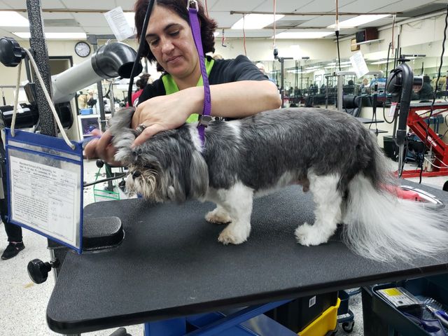 Photo of Merryfield School of Pet Grooming