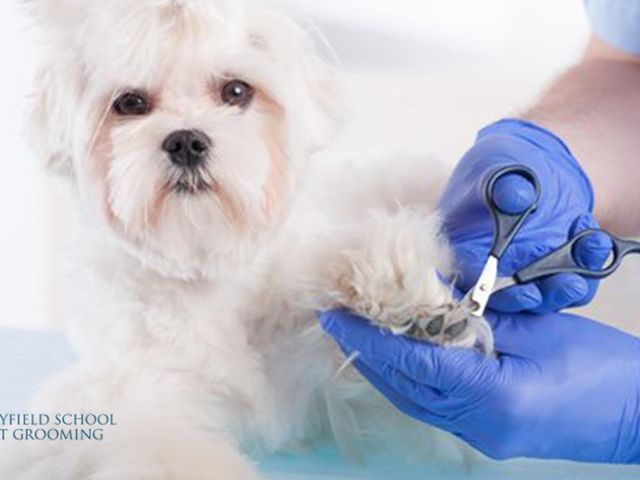 Photo of Merryfield School of Pet Grooming