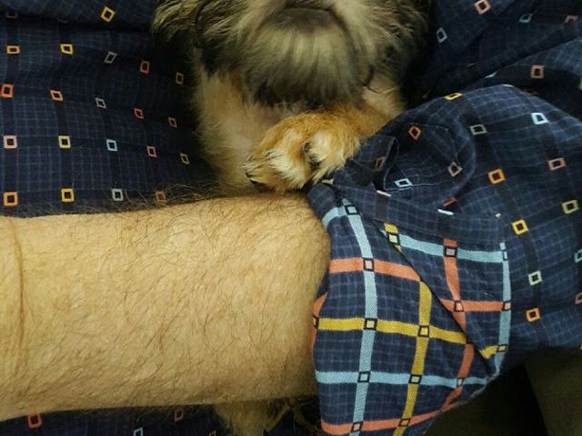 Photo of Merryfield School of Pet Grooming