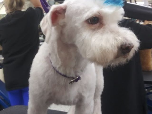 Photo of Merryfield School of Pet Grooming