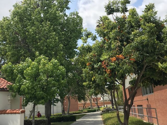 Photo of Mt San Antonio College