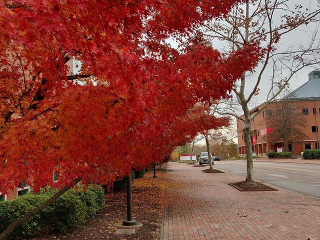 Photo of North Carolina State University at Raleigh