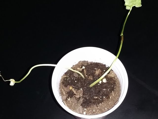 Photo of Northeastern Oklahoma A&M College