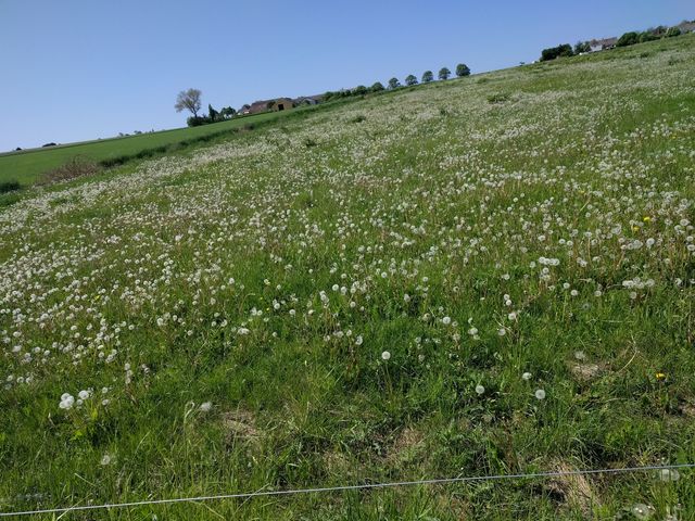 Photo of Naturlegepladsen